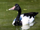 Magpie Goose (WWT Slimbridge May 2012) - pic by Nigel Key